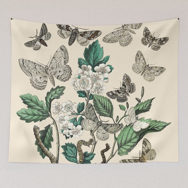 Item preview, Moths and butterflies scientific illustration designed and sold by amy shell.