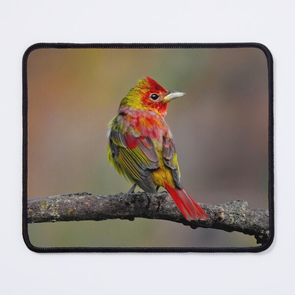 Item preview, Scarlet Tanager - Original Photograph designed and sold by alpendesigns.