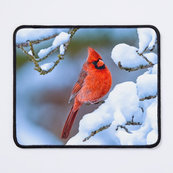 Item preview, Northern Cardinal in Winter - Original Photograph designed and sold by alpendesigns.