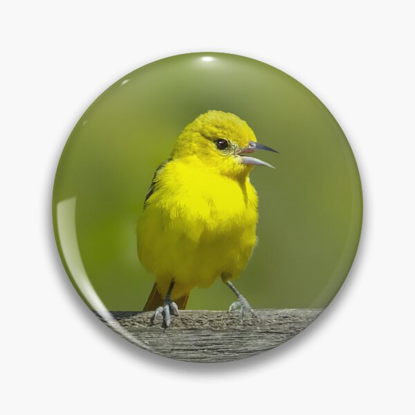 Item preview, Orchard Oriole - Original Photograph designed and sold by alpendesigns.