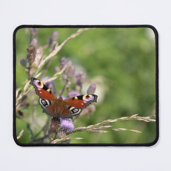 Item preview, Peacock Butterflies on Field Thistle designed and sold by Calidris Fotografie Steffi & Ben Köppler.