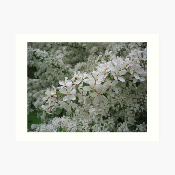 Sweet Scents of Summer... Art Print