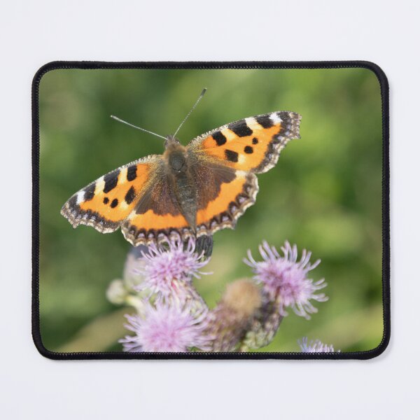 Item preview, Small Tortoisshell on Field Thistle designed and sold by Calidris Fotografie Steffi & Ben Köppler.