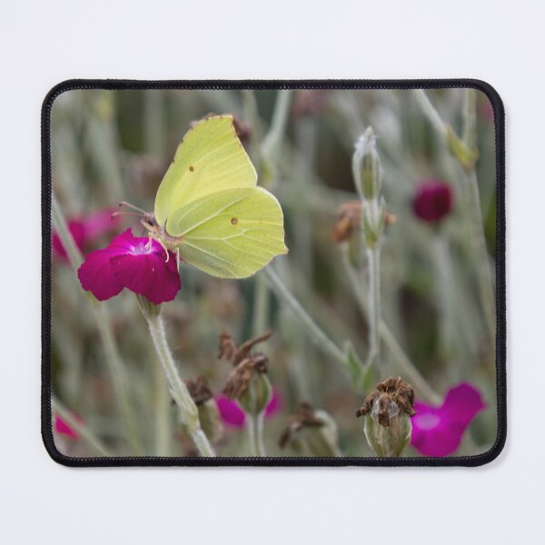 Item preview, Common Brimstone on Rose Campion designed and sold by Calidris Fotografie Steffi & Ben Köppler.