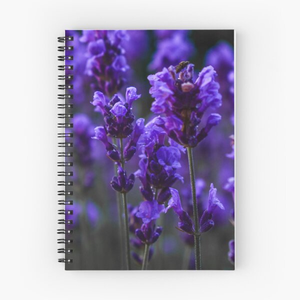 Item preview, beautiful deep purple coloured lavender plants designed and sold by JesseBalk.