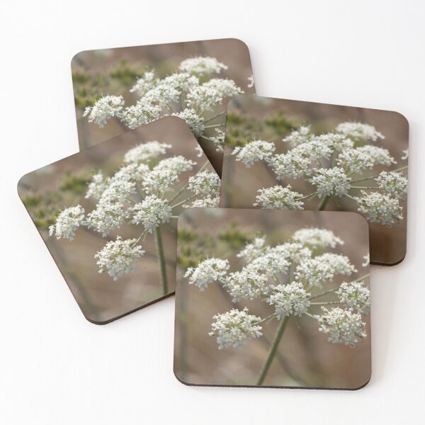 Item preview, Common Hogweed designed and sold by Calidris Fotografie Steffi & Ben Köppler.