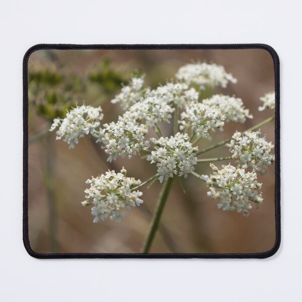 Item preview, Common Hogweed designed and sold by Calidris Fotografie Steffi & Ben Köppler.