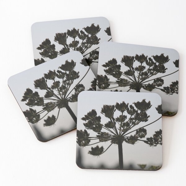 Item preview, Common Hogweed designed and sold by Calidris Fotografie Steffi & Ben Köppler.