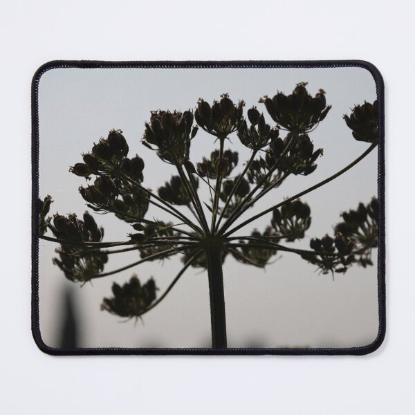 Item preview, Common Hogweed designed and sold by Calidris Fotografie Steffi & Ben Köppler.