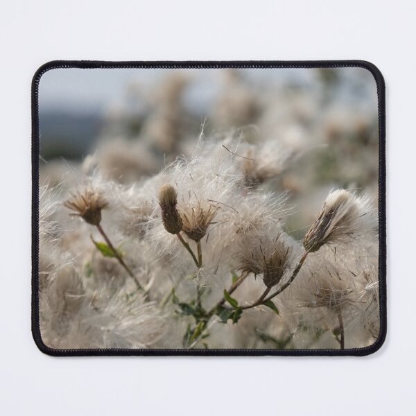Item preview, Field Thistle 1 designed and sold by Calidris Fotografie Steffi & Ben Köppler.