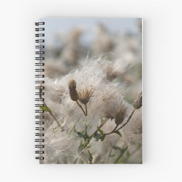 Item preview, Field Thistle 1 designed and sold by Calidris Fotografie Steffi & Ben Köppler.