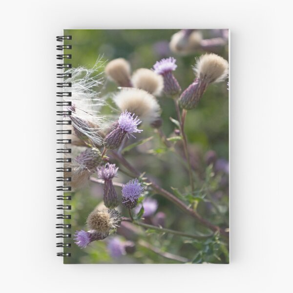 Item preview, Field Thistle 3 designed and sold by Calidris Fotografie Steffi & Ben Köppler.