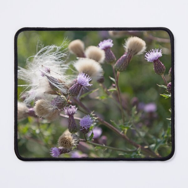 Item preview, Field Thistle 3 designed and sold by Calidris Fotografie Steffi & Ben Köppler.
