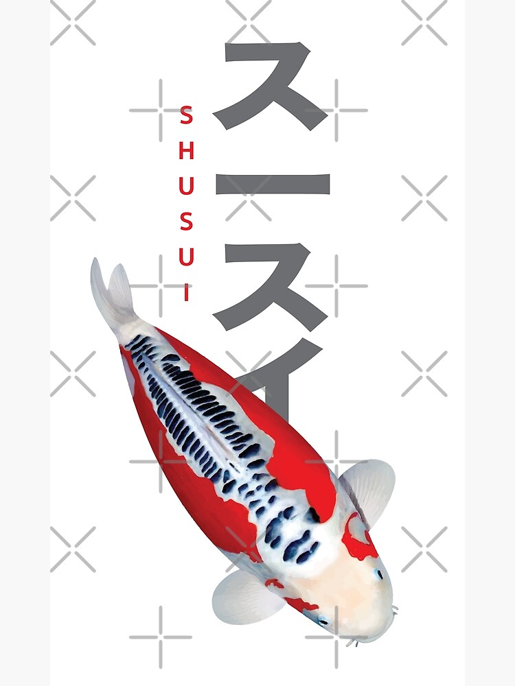 Japanese Koi fish, Shusui | Poster
