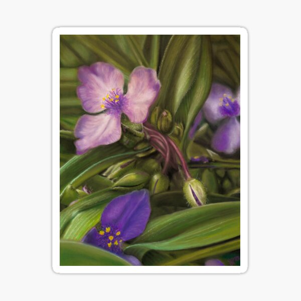 Virginia Spiderwort Sticker