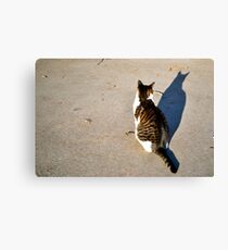 kitteh Canvas Print