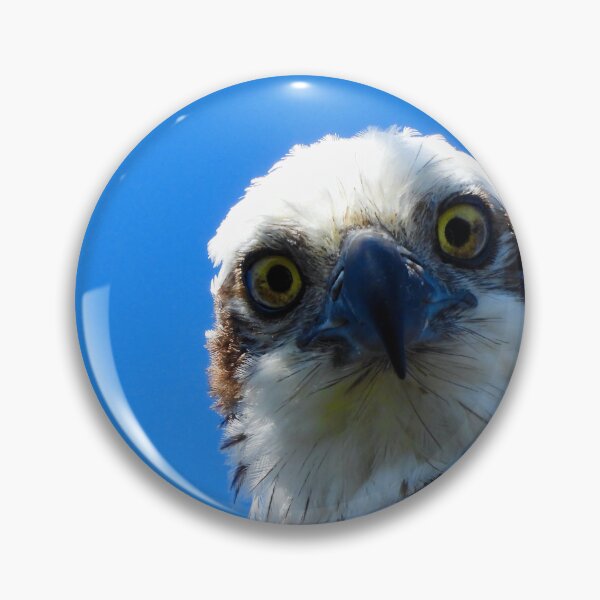 Item preview, Osprey intence stare  designed and sold by Mark Grimsley.