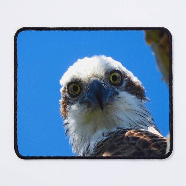 Item preview, Osprey intence stare  designed and sold by Mark Grimsley.