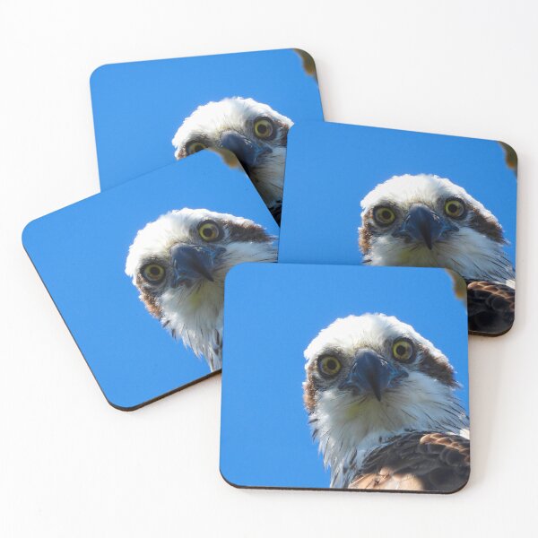 Item preview, Osprey intence stare  designed and sold by Mark Grimsley.