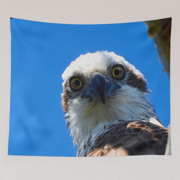 Item preview, Osprey intence stare  designed and sold by Mark Grimsley.