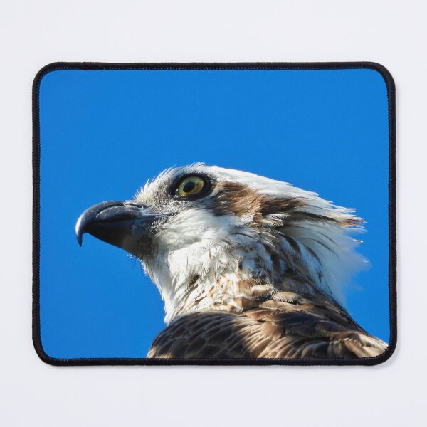 Item preview, Osprey profile stare designed and sold by Mark Grimsley.