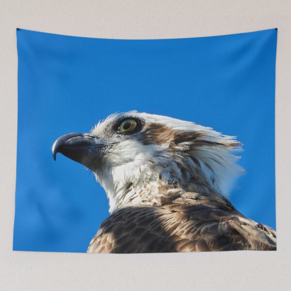 Item preview, Osprey profile stare designed and sold by Mark Grimsley.