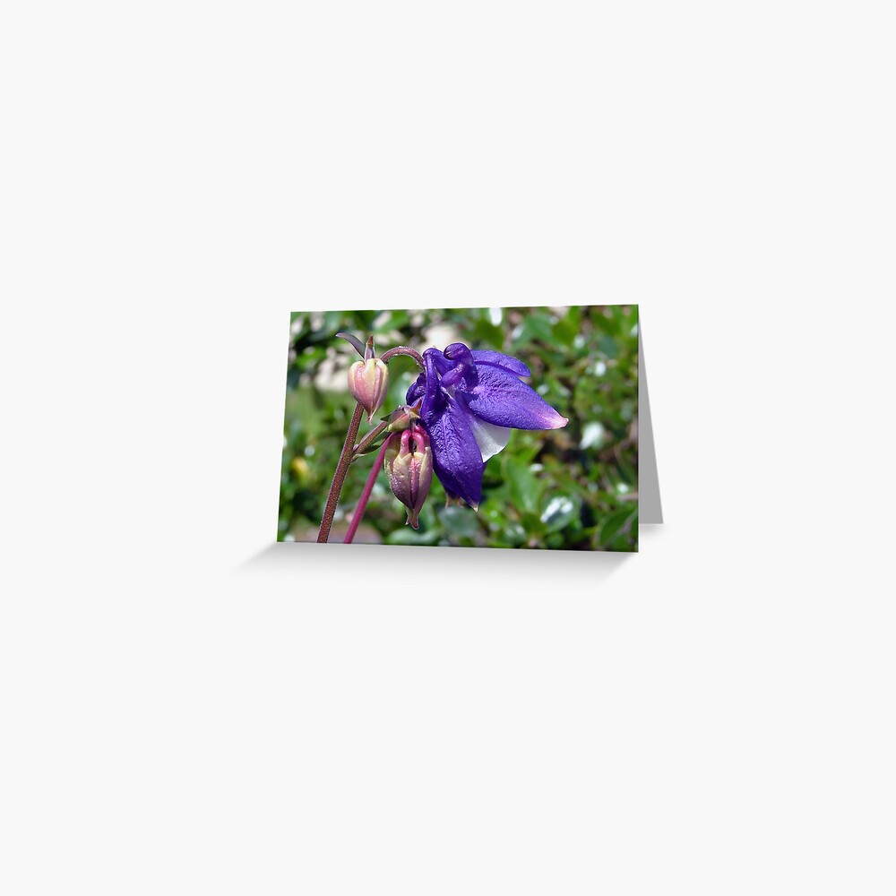 Blue or Purple ? Greeting Card
