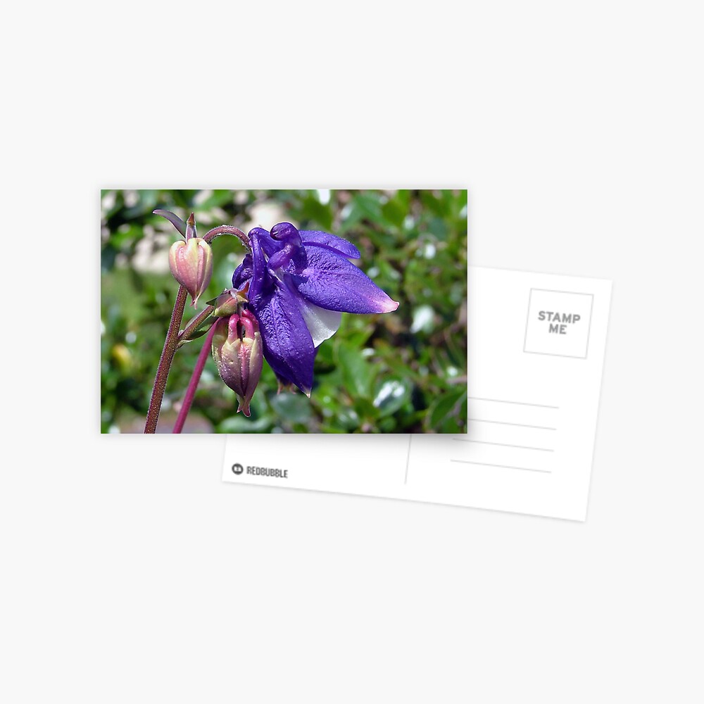 Blue or Purple ? Postcard
