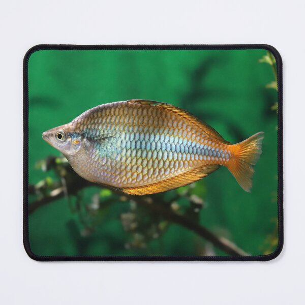 Item preview, Banded Rainbowfish designed and sold by SweepingShadows.