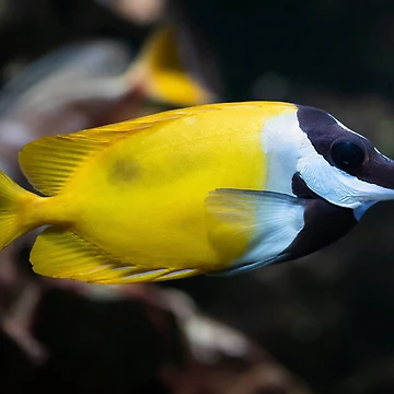 Artwork thumbnail, Foxface Rabbitfish by SweepingShadows