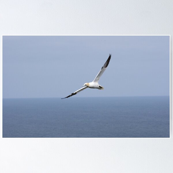 Item preview, Beautiful Gannet In Flight designed and sold by francophotos.
