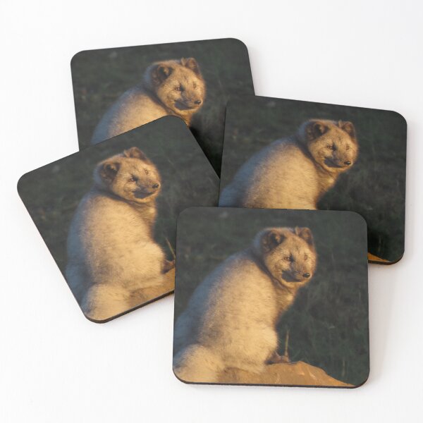 Item preview, Young Male Artic Fox designed and sold by francophotos.