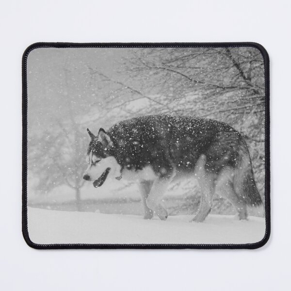 Item preview, Siberian Husky Not Able to Open Eyes in Heavy Snow designed and sold by myhuskymax.