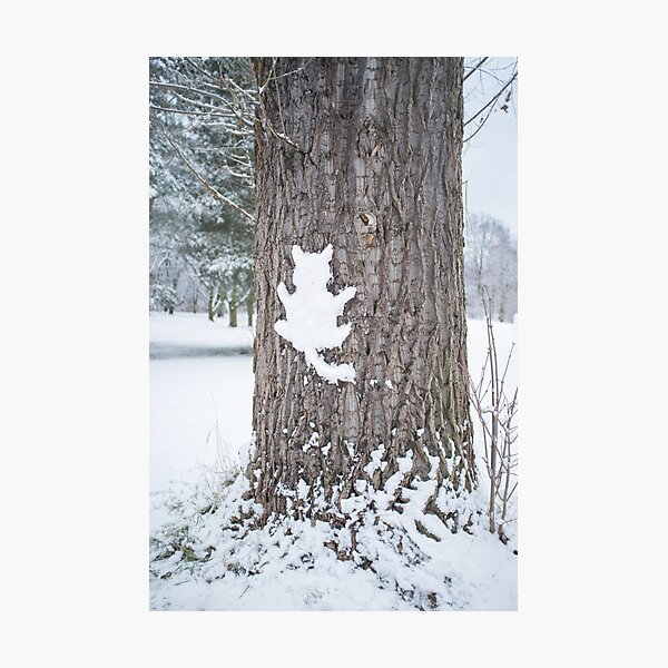 Schneekatze Fotodruck