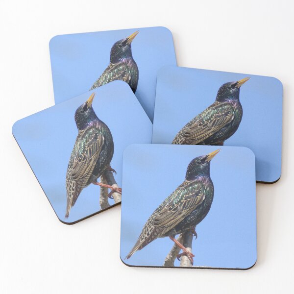 Item preview, European Starling designed and sold by TheAnimalZ00.