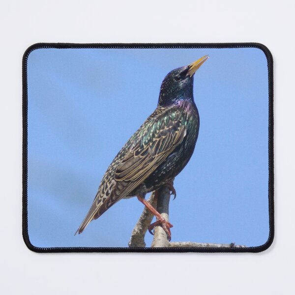 Item preview, European Starling designed and sold by TheAnimalZ00.