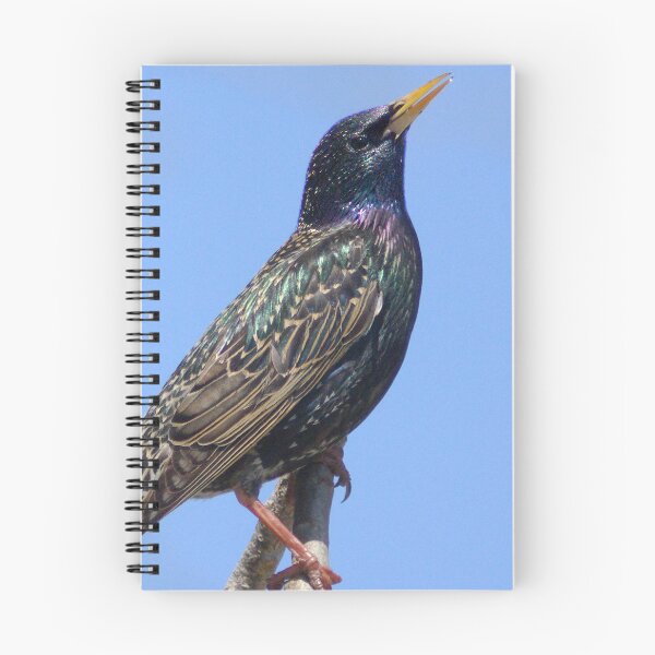 Item preview, European Starling designed and sold by TheAnimalZ00.