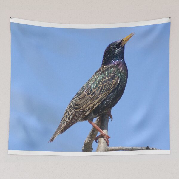 Item preview, European Starling designed and sold by TheAnimalZ00.