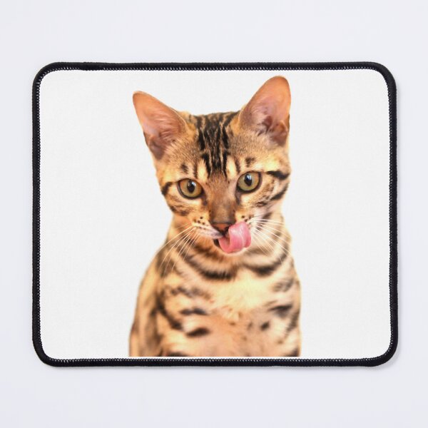 Item preview, Adorable 13 weeks old Bengal cat designed and sold by DuckworthRoad.