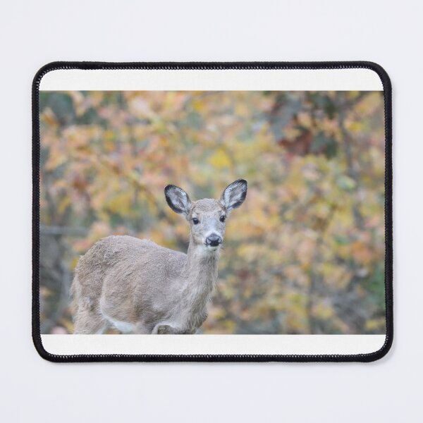 Item preview, Portrait of a young deer designed and sold by BirdsBugsBeyond.