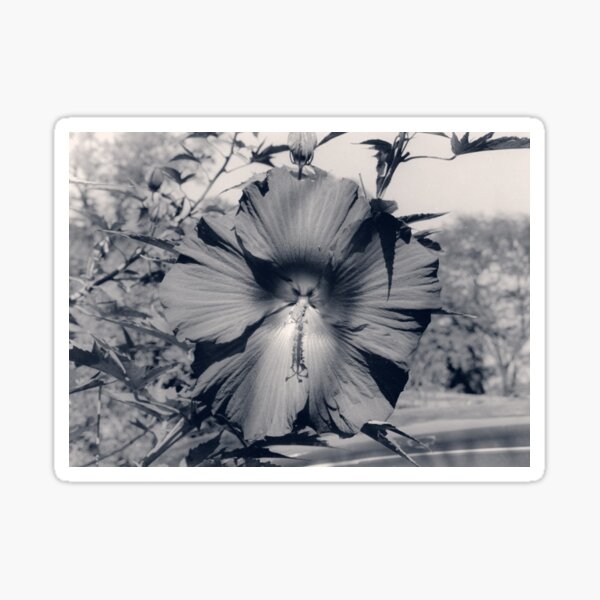 Hibiscus Flower in Black and White Sticker