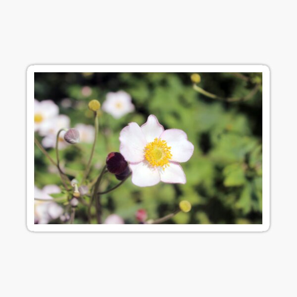 Japanese Anemone Flower Sticker