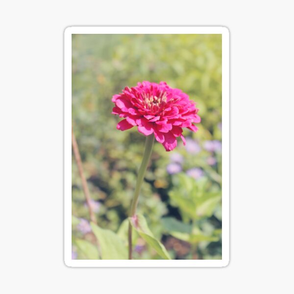 Pink Zinnia in the Sun Sticker