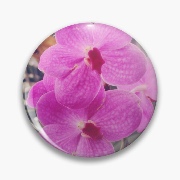 Artikelvorschau, Magentafarbene Phalaenopsis-Orchideen entworfen und verkauft von SSP-Photography.