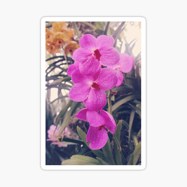Magenta Phalaenopsis Orchids Sticker