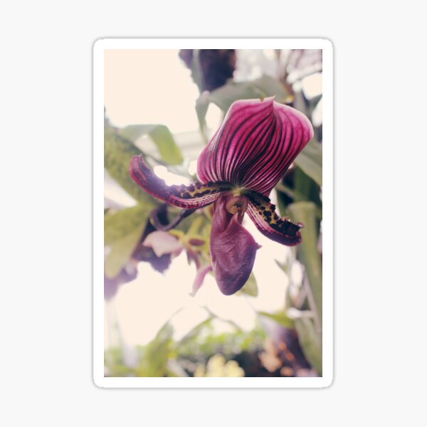 Slipper Orchid Sticker
