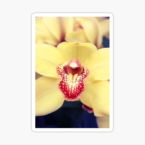 Yellow Phalaenopsis Orchid Detail Sticker