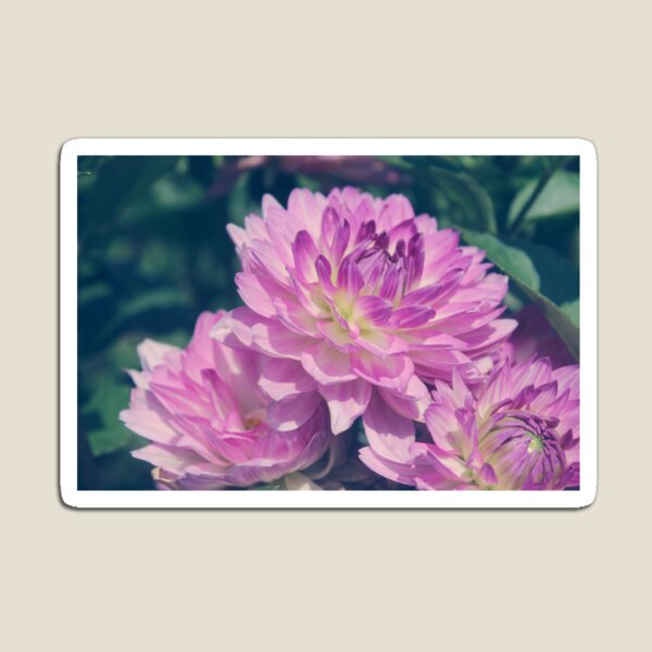 Purple Chrysanthemum Flowers Magnet