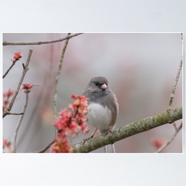 Item preview, Dark eyed junco perched in tree designed and sold by BirdsBugsBeyond.