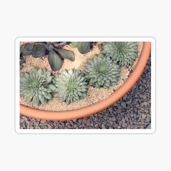 Potted Succulents Sticker